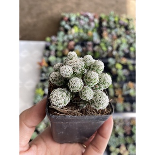 Xương rồng trứng chim
