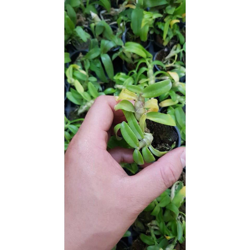 Trầm trắng giống