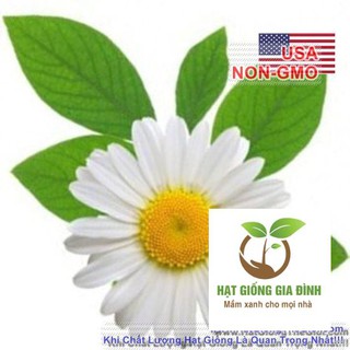 100h Hạt Giống Cúc Mẫu Thảo Chamomile GIÚP NGỦ NGON Đức (C1.204 | C24)  FAMILY