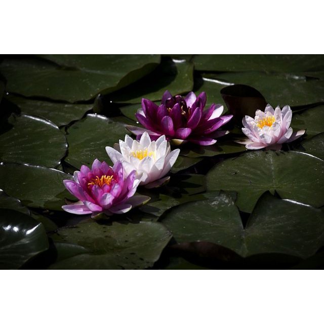 Củ hoa súng thái mini