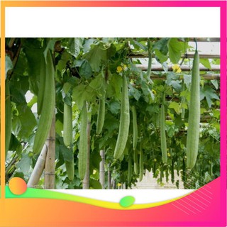 Hạt giống mướp hương thái lan - 10 hạt vietgar