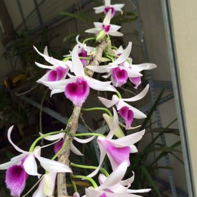 Hoa phong lan giả hạc daklay