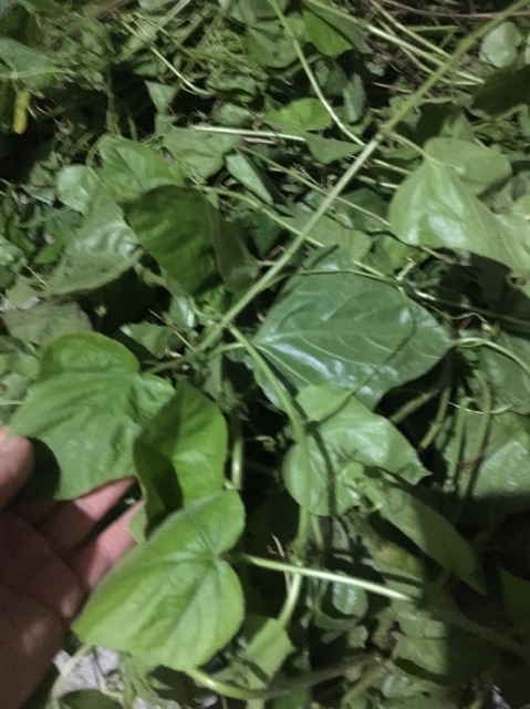 1 kg Lạc Tiên khô trị mất ngủ | BigBuy360 - bigbuy360.vn