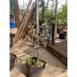Cây Hoa Mai Đỏ Lớn Siêu Đẹp
