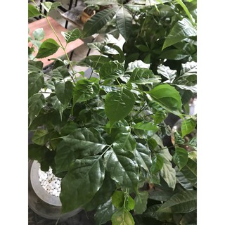 Hạnh phúc thân gỗ to thuỷ sinh