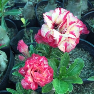 Combo 10 Cây sứ thái mix màu cây như hình 7