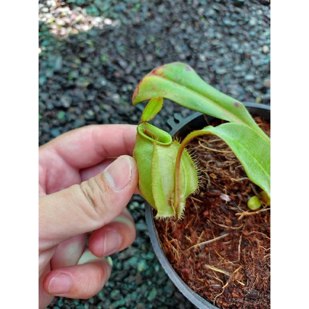 Cây nắp ấm N.mirabilis winged x  green