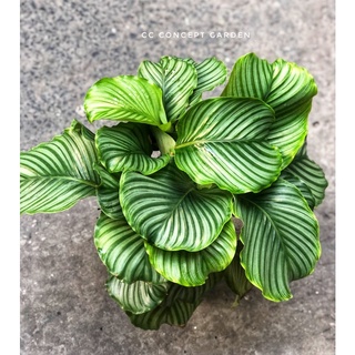 Đuôi cong xanh Siêu Bự & Chậu gốm decor