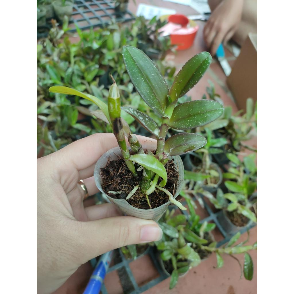 Phi điệp huyết long hàng giống năm nhất thuần tại vườn