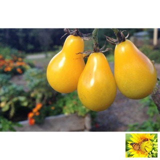 Hạt giống cà chua lê vàng - 30 hạt