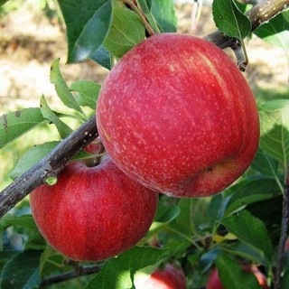 Giống Táo Mật