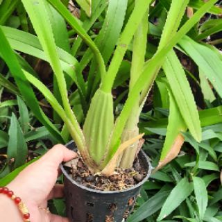 Hoa phong lan vũ nữ mật ngọt