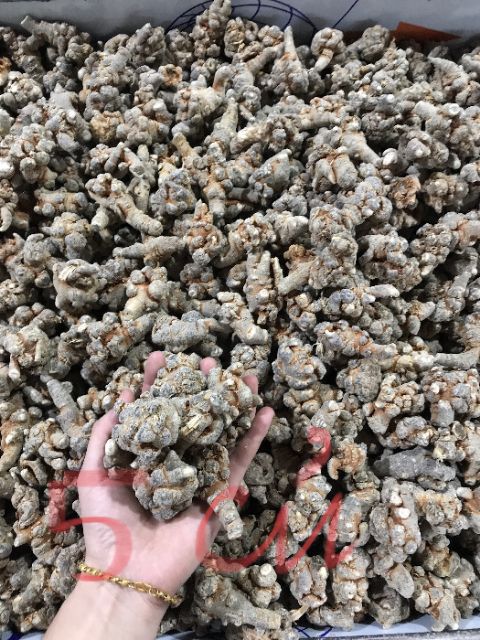 [Mã GROWEEK giảm 10% đơn 300K] Củ Tam thất bắc khô 500g | BigBuy360 - bigbuy360.vn