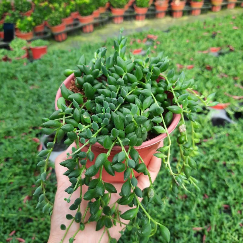 [Mã LIFE1511A giảm 10% đơn 50K] Chậu cứng String of tears - Sen đá giọt lệ Đà Lạt