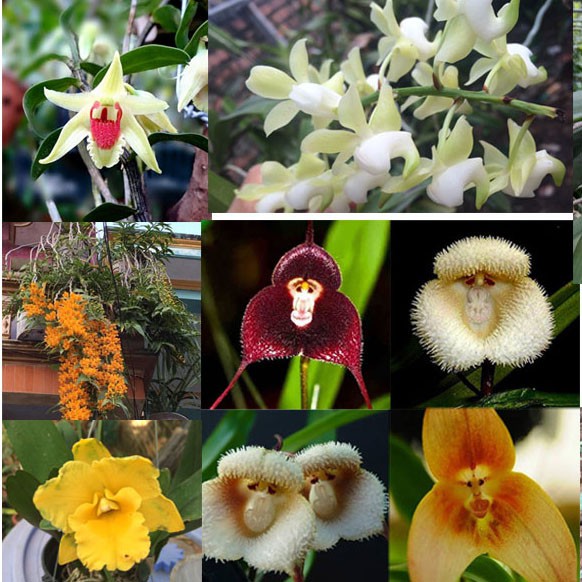 SET chuyên hoa lan VT01: sạch bệnh, khỏe cây, nhiều hoa, bền màu
