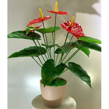 Dung dịch trồng Rau thủy canh TRIMIX DT HYDROPONIC 500ml