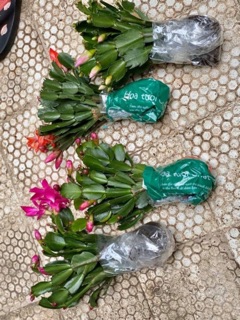 Lan càng cua( set 3 khóm, 3 màu bất kỳ)