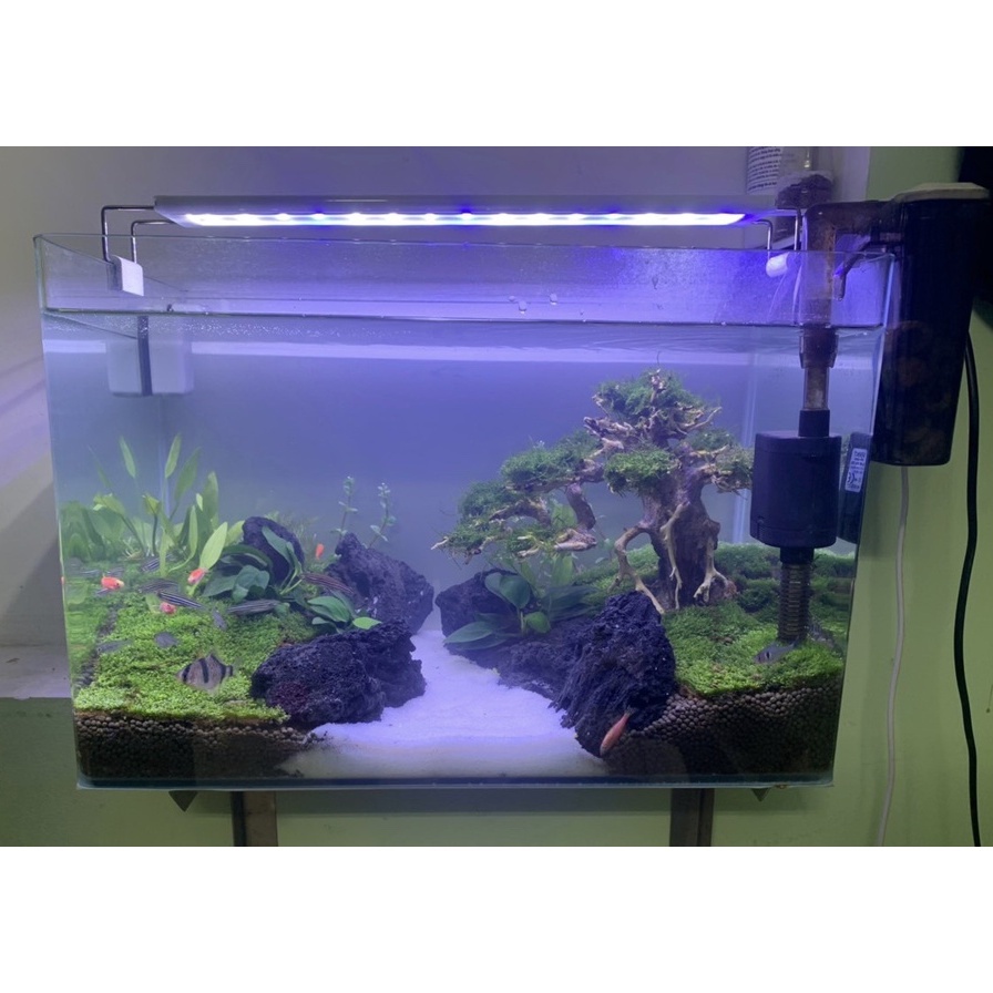 Bể Cá Chữ Nhật 50cm Kính Đúc Bo Góc Đẹp - Hồ Cá Để Bàn, Bể Thủy Sinh