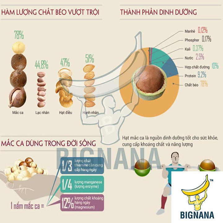 Hạt Macca Úc Cao Cấp Nứt Vỏ Hộp 500gr, Tặng Kèm Đồ Tách Vỏ, Mắc Ca Khứa Vỏ Bảo Vệ Tim Mạch | BigBuy360 - bigbuy360.vn