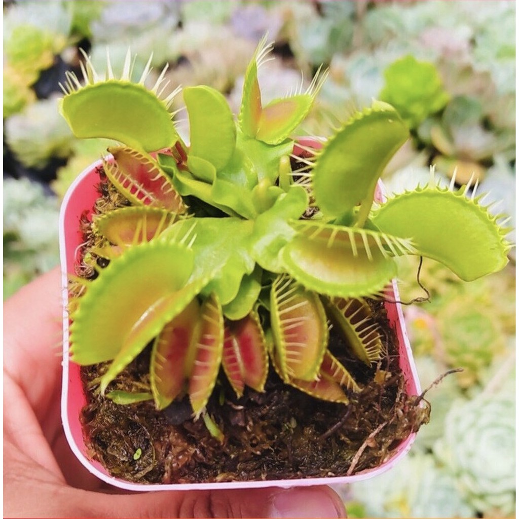 Cây bẫy kẹp , cây bắt mồi dòng Venus Flytrap