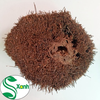 DỚN KHÚC TRỒNG LAN - ĐƯỜNG KÍNH 17-20CM