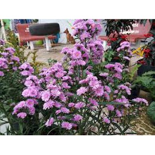 1000 HẠT GIỐNG HOA CÚC THẠCH THẢO NHIỀU MÀU