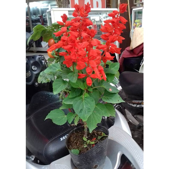 50h Hạt Giống Hoa Xác Pháo Đỏ Cao (C4.403| B17*V12)