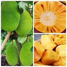 Phân bón Siêu To Củ PIV -Phì củ, nặng củ, chắc củ, bóng củ, chống thối, nứt trái, kéo tinh bột vào củ - Loại 50gam