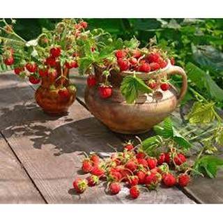 100 hạt giống dâu tây đỏ
