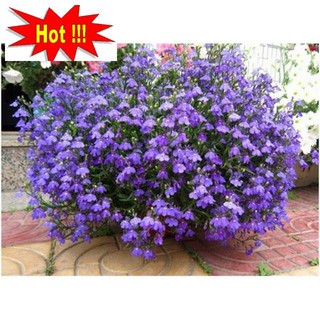 Hạt giống hoa Cúc Lobelia Nhiều màu gói 50 Hạt