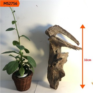 Gỗ lũa thủy sinh, gỗ lũa bể cá, gỗ lũa trồng lan: MS2756