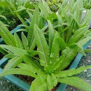 Hạt giống Rau diếp thơm đặc biệt