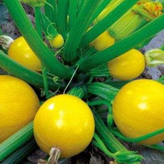 Hạt Giống Bí Ngòi Tròn Vàng gói 2gr