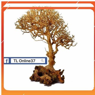 [Siêu Rẻ] Lũa bonsai đồng giá 89K [TS Online37]