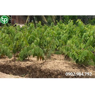 CÂY GIỐNG AN XOA