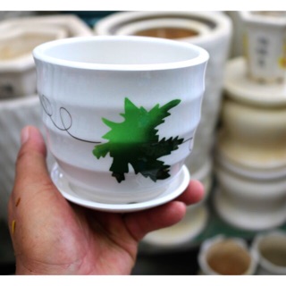 Chậu sứ nhỏ trồng cây