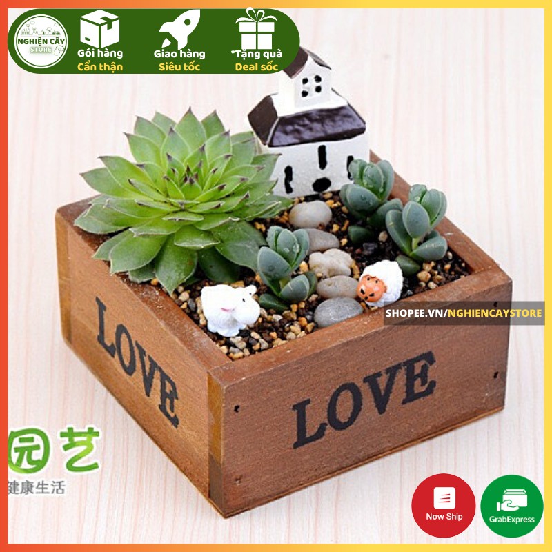 Chậu gỗ vuông trồng cây, làm tiểu cảnh, trồng sen đá in chữ Love