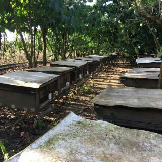 Mật ong nguyên chất