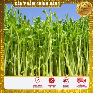 Hạt giống rau mầm cải thảo dược Methi