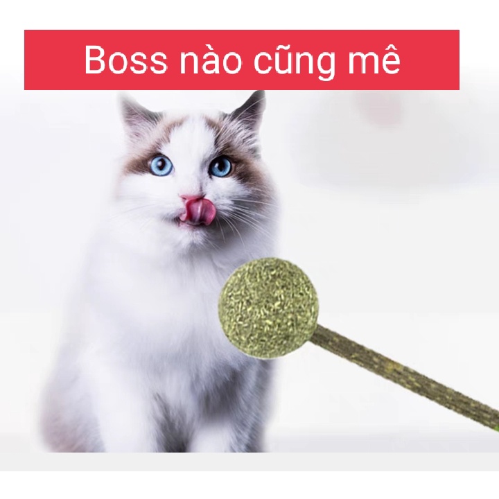 Đồ chơi kẹo mút que catnip - Cỏ bạc hà Giảm Căng thẳng - Sạch răng thơm miệng cho mèo