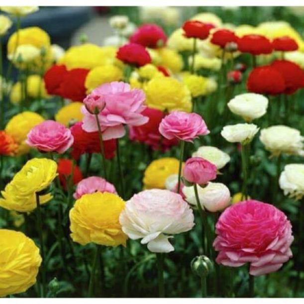 Củ hoa Mao Lương- Hồng Ri Ba Tư chuẩn 100% nảy .