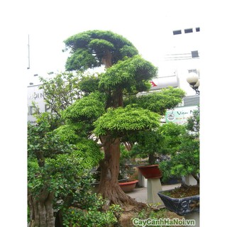 cây giống tùng la hán cao trên 1m cực khoẻ đẹp