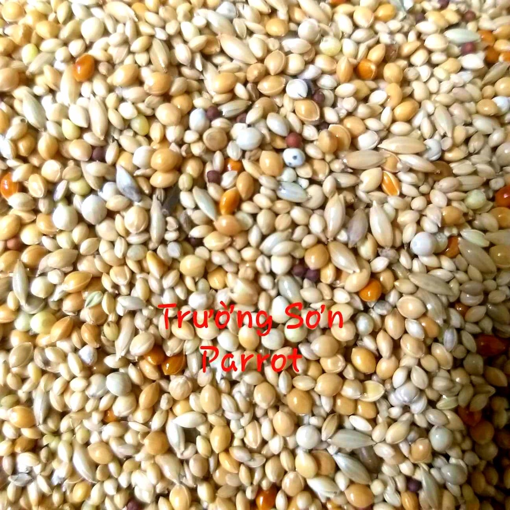 0,5/1kg hạt trộn cho finch, chim manh manh, bảy màu ....của Mannitoba