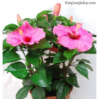 Hạt Giống Hoa Dâm Bụt Lùn