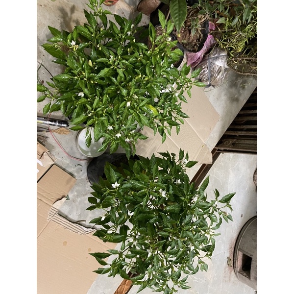 Cây ớt ngũ sắc siêu mini đang sai hoa quả