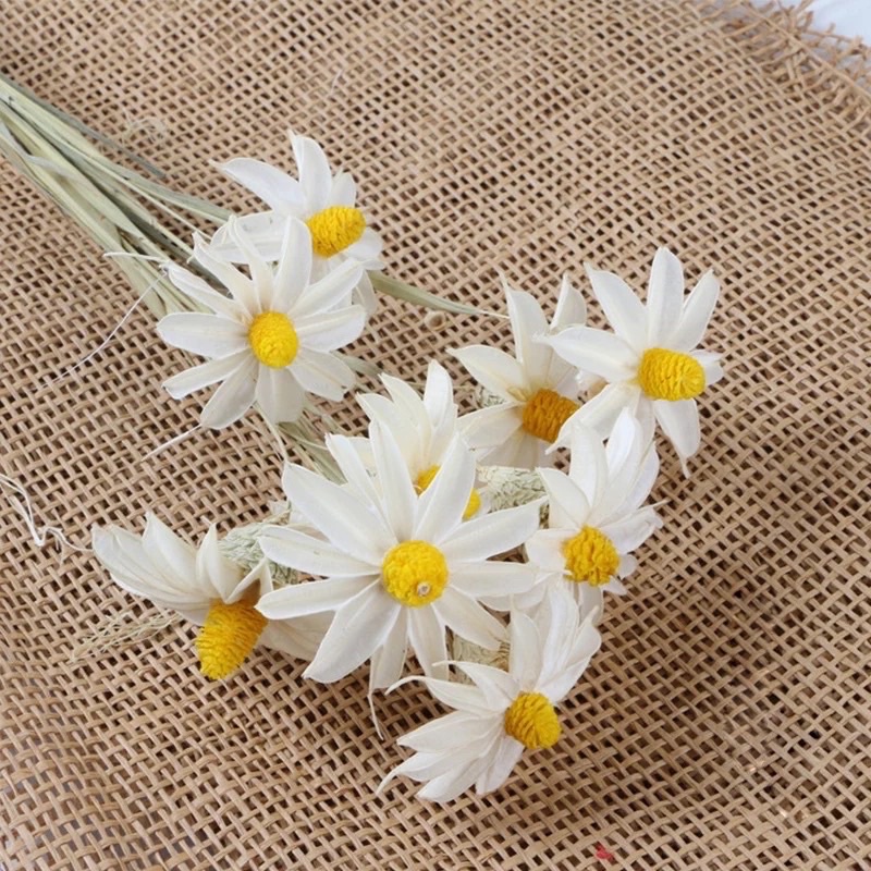 Hoa Khô Ngọc Lan Khô Trang Trí Decor