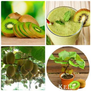 [HOT] Hạt Giống Quả Kiwi VIP ( 20 Hạt)