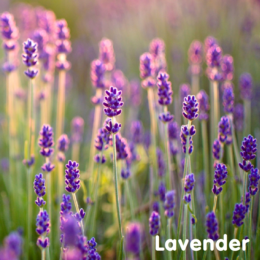 Tinh dầu hoa oải hương Lavender Essential Oil