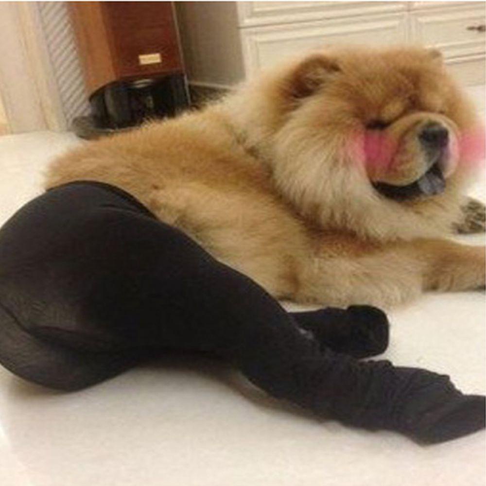 Quần Tất Cotton Co Dãn Cho Thú Cưng