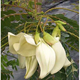 HẠT GIỐNG ĐIÊN ĐIỂN, SO ĐŨA CÁC LOẠI - 1 Gói